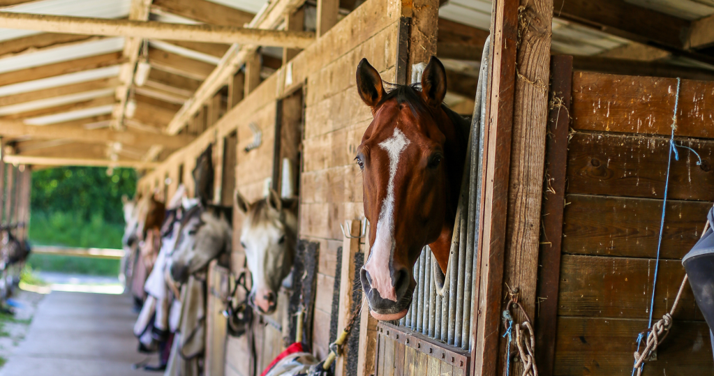 Pension box - ecurie du rondeau