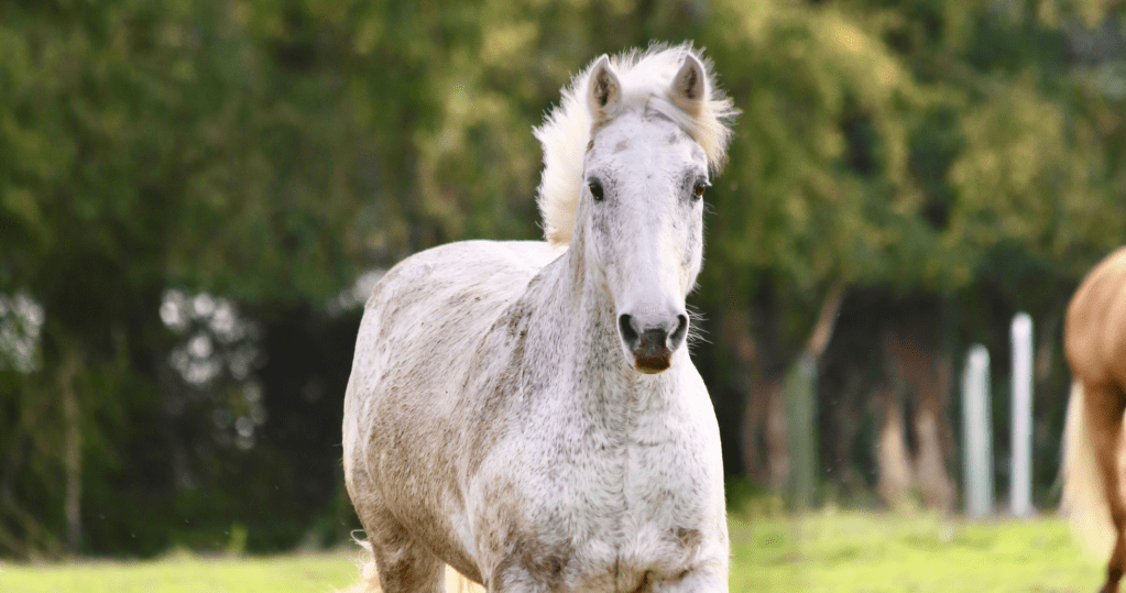 Pension travail - ecurie du rondeau